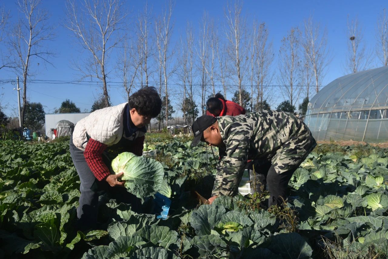 河南金雀田园农业科技有限公司：水果甘蓝喜丰收 绿色好“丰”景